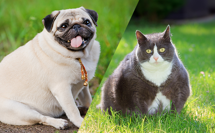 tecnologia ainda está em fase de testes. Veja aqui!