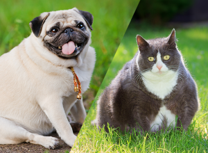 tecnologia ainda está em fase de testes. Veja aqui!