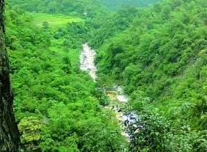 Cães farejadores contra crimes na vida selvagem na Índia: conheça o programa