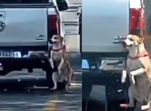 Motorista flagrado arrastando cachorro preso em para-choque de carro é identificado. Veja esse caso.