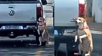 Motorista flagrado arrastando cachorro preso em para-choque de carro é identificado. Veja esse caso.